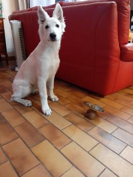 Slava, Weißer Schweizer Schäferhund