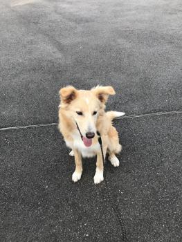 STIG, Border Collie