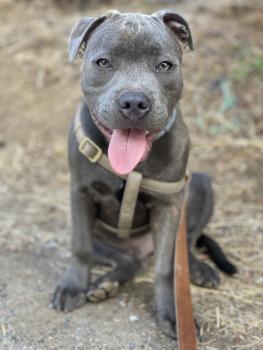 Stan, Staffordshire Bull Terrier