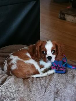 Maple, Cavalier King Charles Spaniel