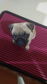 Maggie, Carlino