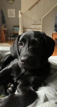 Evie, Labrador Retriever
