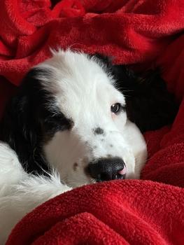 SAPHYR, Cocker Spaniel Inglés