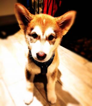 Nayeli, Malamute