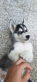 Sasha, Husky Siberiano