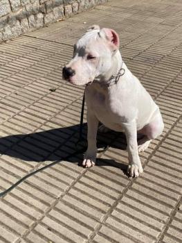 Pollar, Dogo Argentino