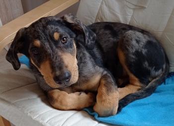 Sloub, Beauceron