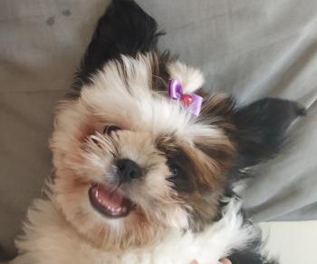 NANÁ, Shih Tzu