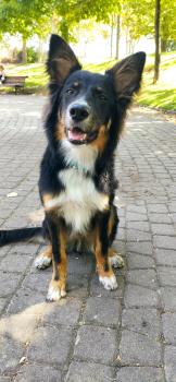 Jagger, Border Collie