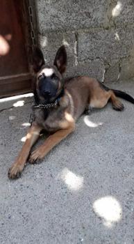 RITA, Pastor Belga Malinois