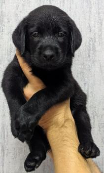 Figo, Labrador Retriever