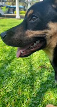 Marlon, Beauceron