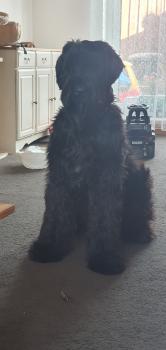 Echo, Schnauzer Gigante