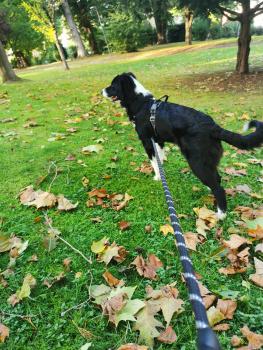 Salto, Border Collie
