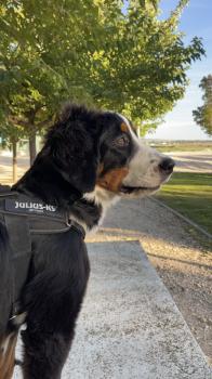 Roma, Boyero De Berna