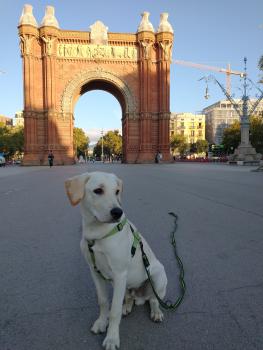 Leo, Labrador Retriever