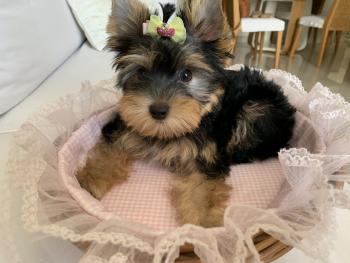 Lily, Yorkshire Terrier