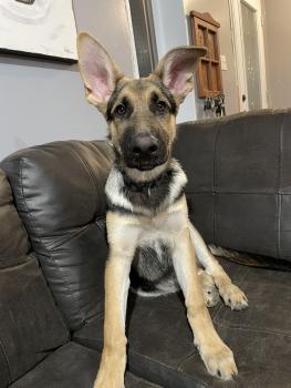 Lou, Perro Pastor Alemán