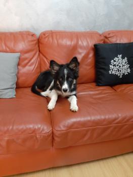 Iris, Otros perros