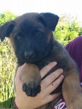 Sisko, Berger Malinois
