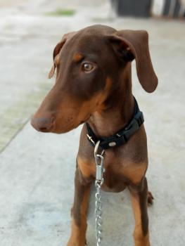 Anubis, Dobermann