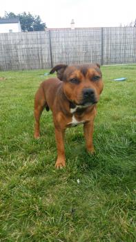 Rossi, Staffordshire Bull Terrier