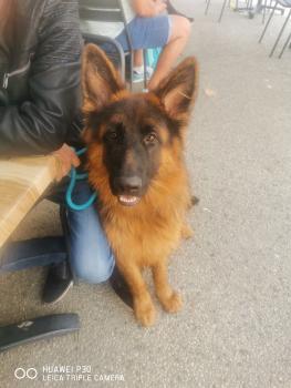 Scoll, Perro Pastor Alemán