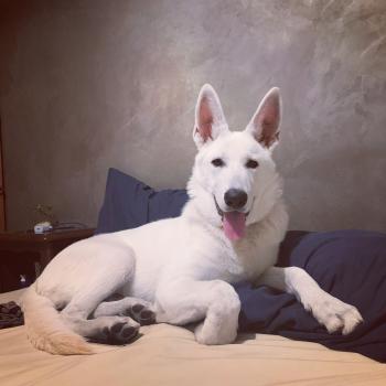 Skøll, Berger Blanc Suisse