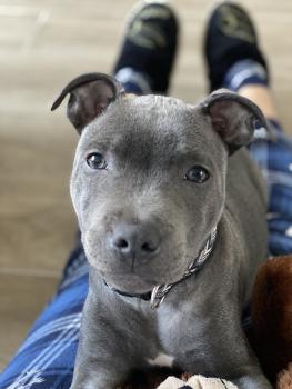 Sirius, Staffordshire Bull Terrier