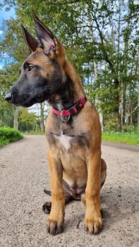 Jimmy, Berger Malinois