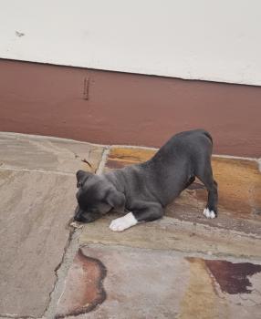 Sox, Staffordshire Bull Terrier