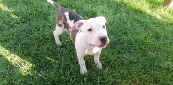 Angel, American Staffordshire Terrier