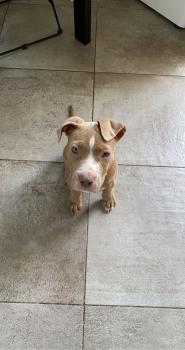 Saïan, Staffordshire Bull Terrier