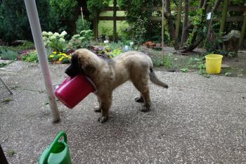 Snowbear, Leonberg