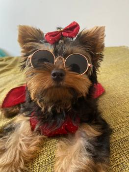 Lizzie, Yorkshire Terrier