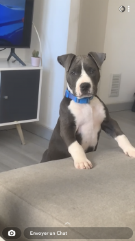 Saiko, American Staff