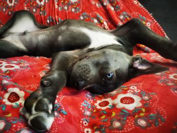 Sir Madness, Cane Corso