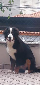Nolan, Boyero De Berna