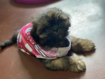 Minnie, Shih Tzu