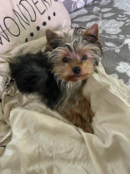 Sweety, Yorkshire Terrier