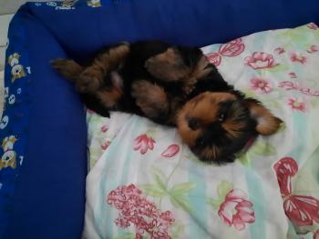 Luky, Yorkshire Terrier