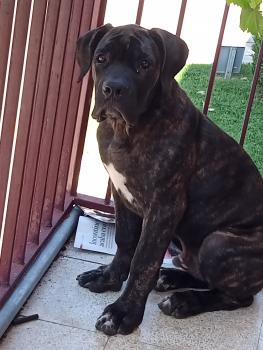 Tifon, Cane Corso