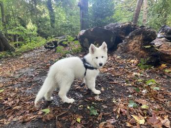 Saiko, White swiss Shepherd Dog