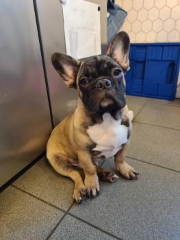 Marius, Bulldog Francés