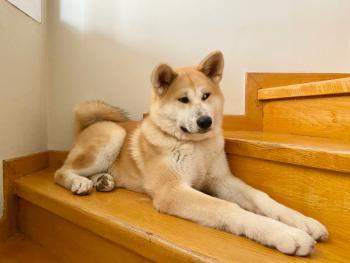Keiko, Akita Inu