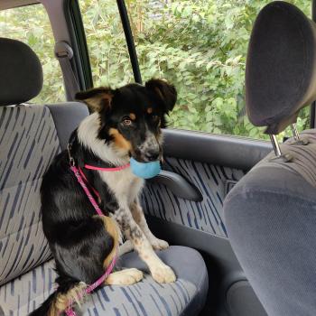 Selfy, Border Collie