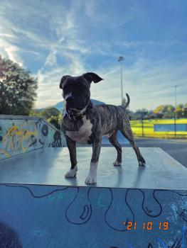 Sky, American Staffordshire Terrier