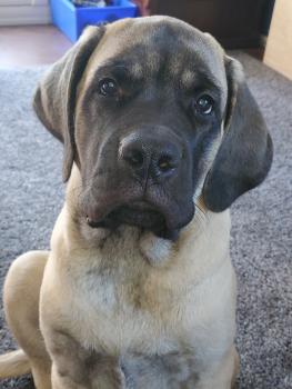 Axel, Mastiff