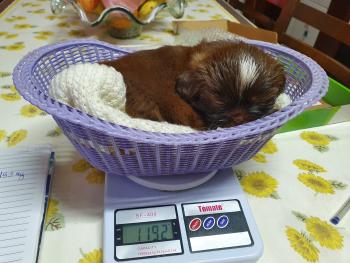 Manisha, Shih Tzu