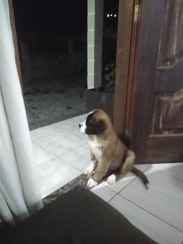 Zoe, San Bernardo